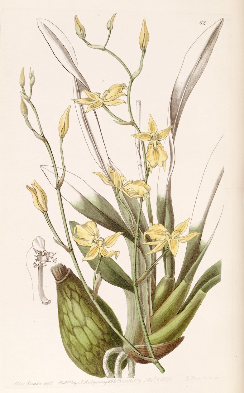 Cyrtochilum aureum (jako syn. Cyrtochilum mystacinum) autorstwa Miss Drake