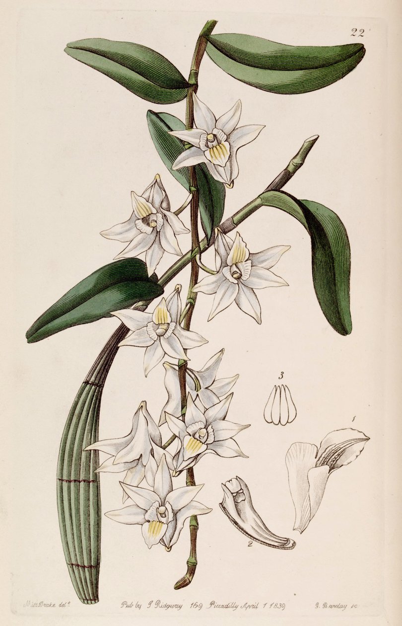 Dendrobium autorstwa Miss Drake