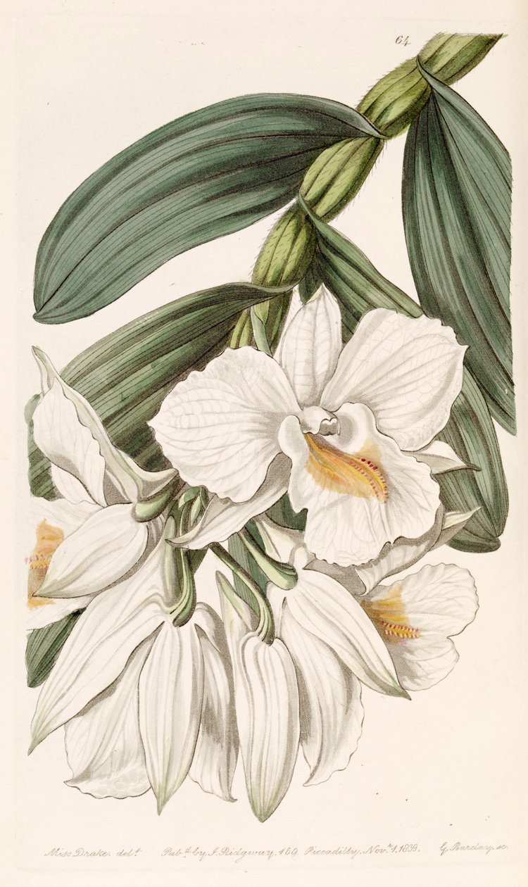 Dendrobium formosum autorstwa Miss Drake