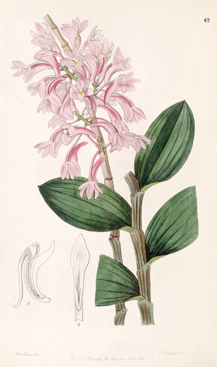 Dendrobium hasseltii (jako syn. Dendrobium kuhlii) autorstwa Miss Drake
