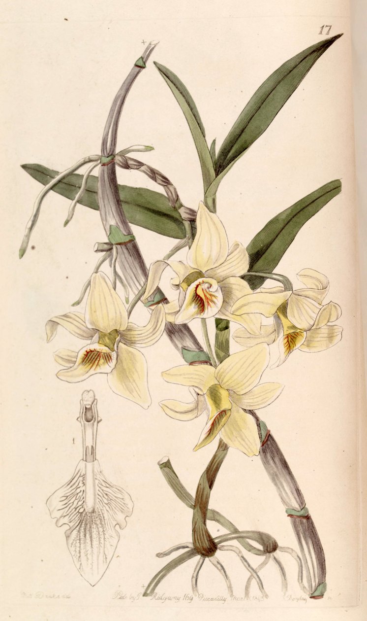 Dendrobium heterocarpum (jako syn. Dendrobium rhombeum) autorstwa Miss Drake