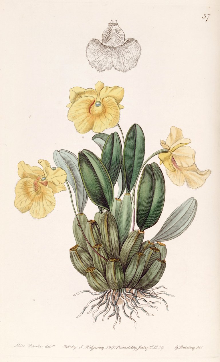 Dendrobium jenkinsii autorstwa Miss Drake