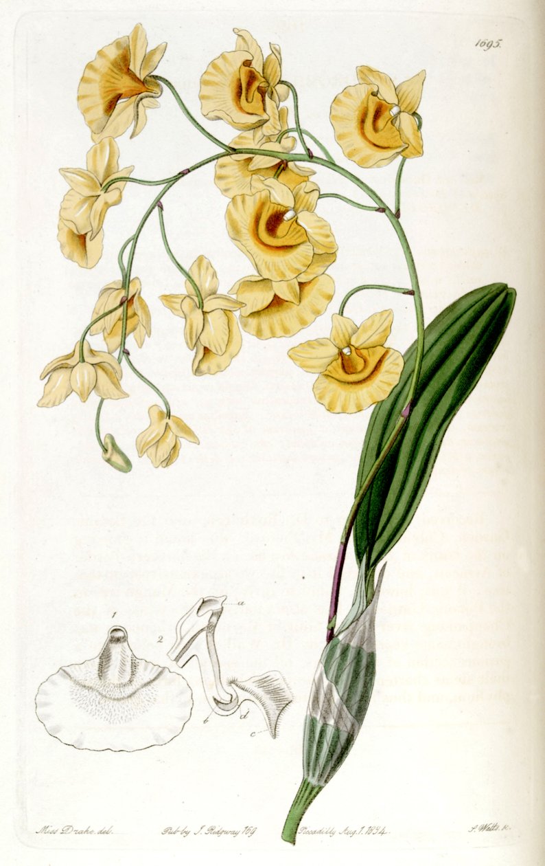 Dendrobium lindleyi (jako syn. autorstwa Miss Drake