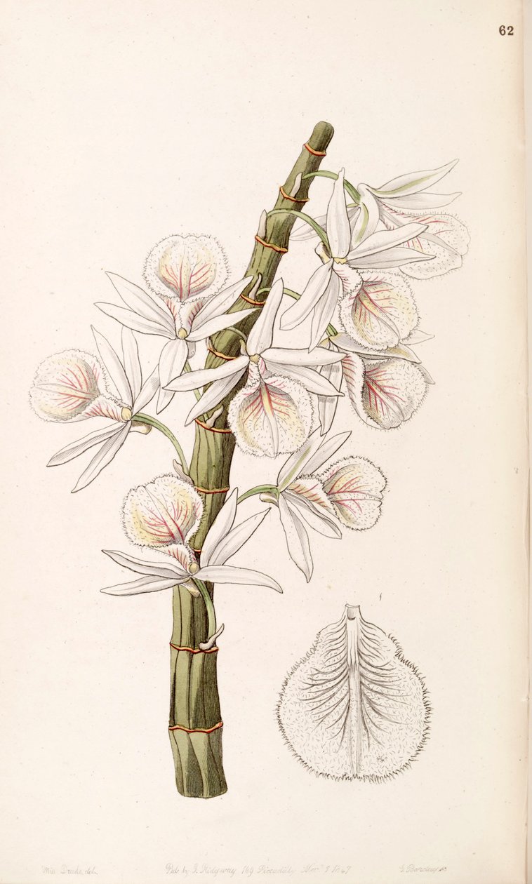 Dendrobium polyanthum (jako syn. Dendrobium cretaceum) autorstwa Miss Drake