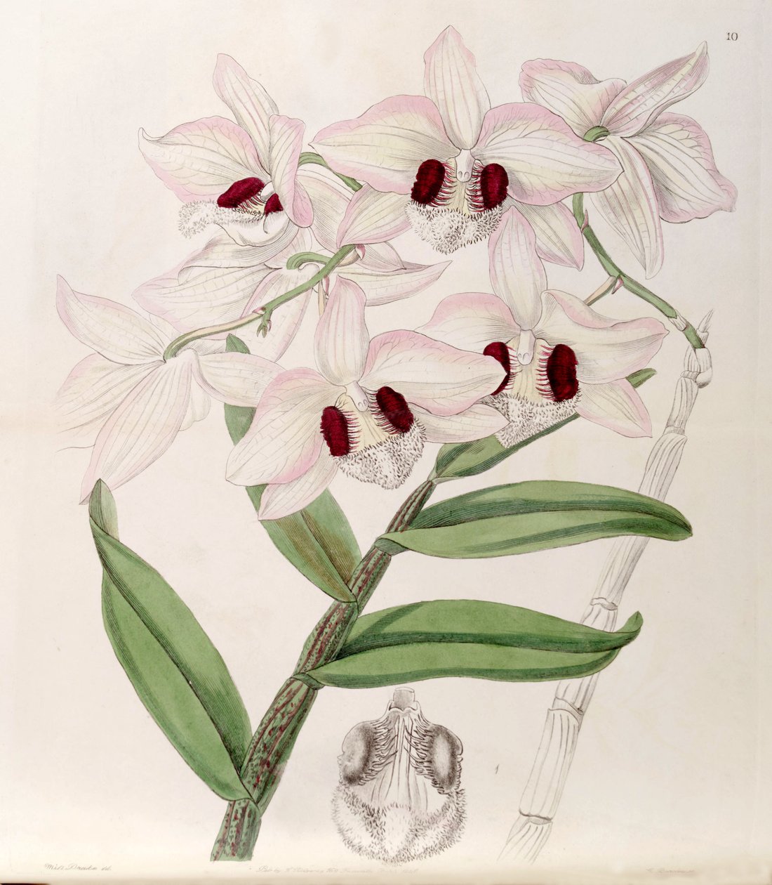 Dendrobium pulchellum (jako syn. Dendrobium dalhousieanum) autorstwa Miss Drake
