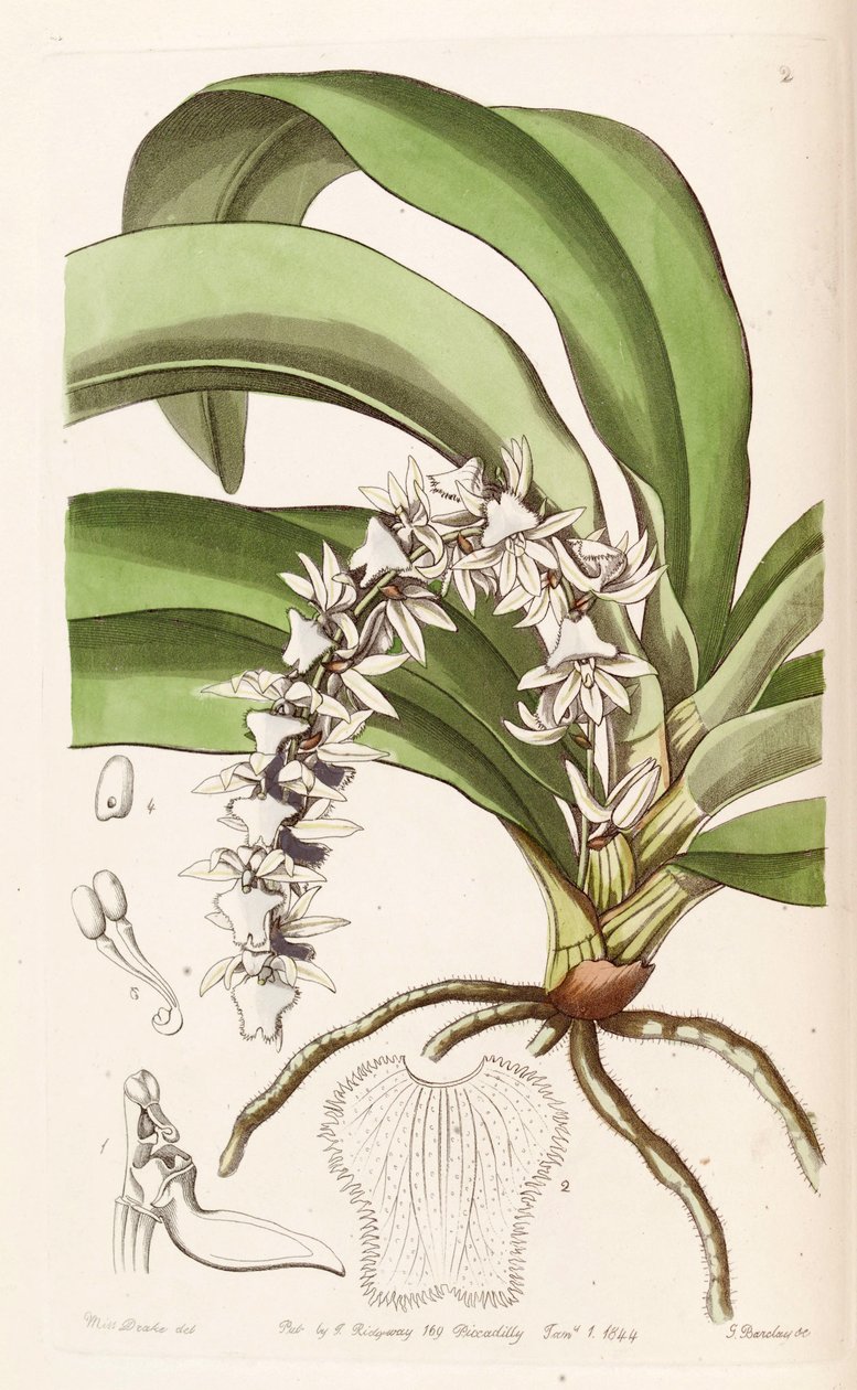 Diaphananthe pellucida (jako syn. Angraecum pellucidum) autorstwa Miss Drake