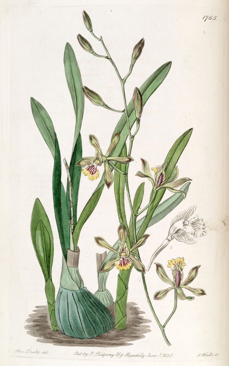 Encyclia gracilis (jako syn. Epidendrum gracile) autorstwa Miss Drake