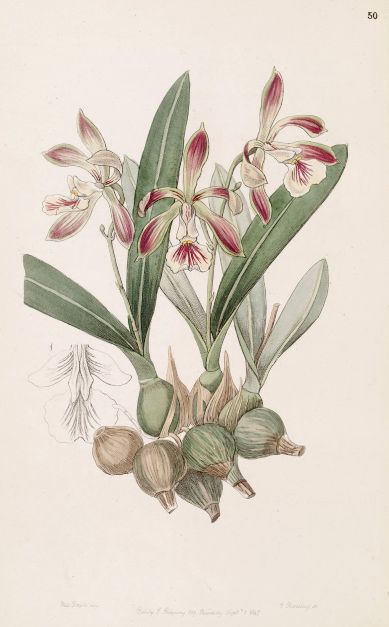 Encyclia pyriformis (jako syn. Epidendrum pyriforme) autorstwa Miss Drake