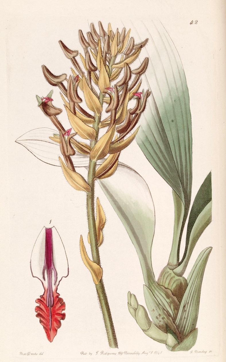Eria ornata (jako syn. Eria armeniaca) autorstwa Miss Drake