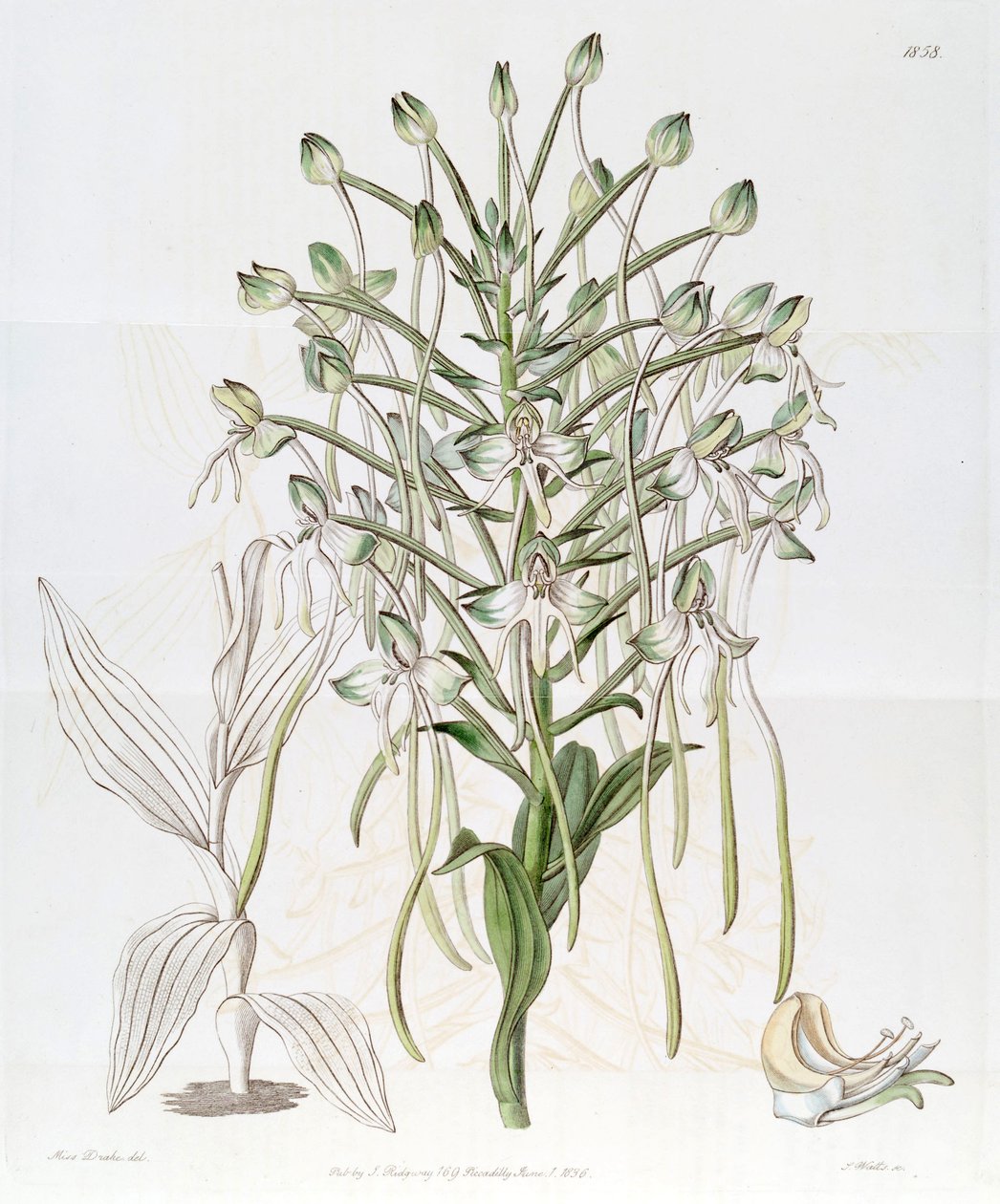 Habenaria procera autorstwa Miss Drake