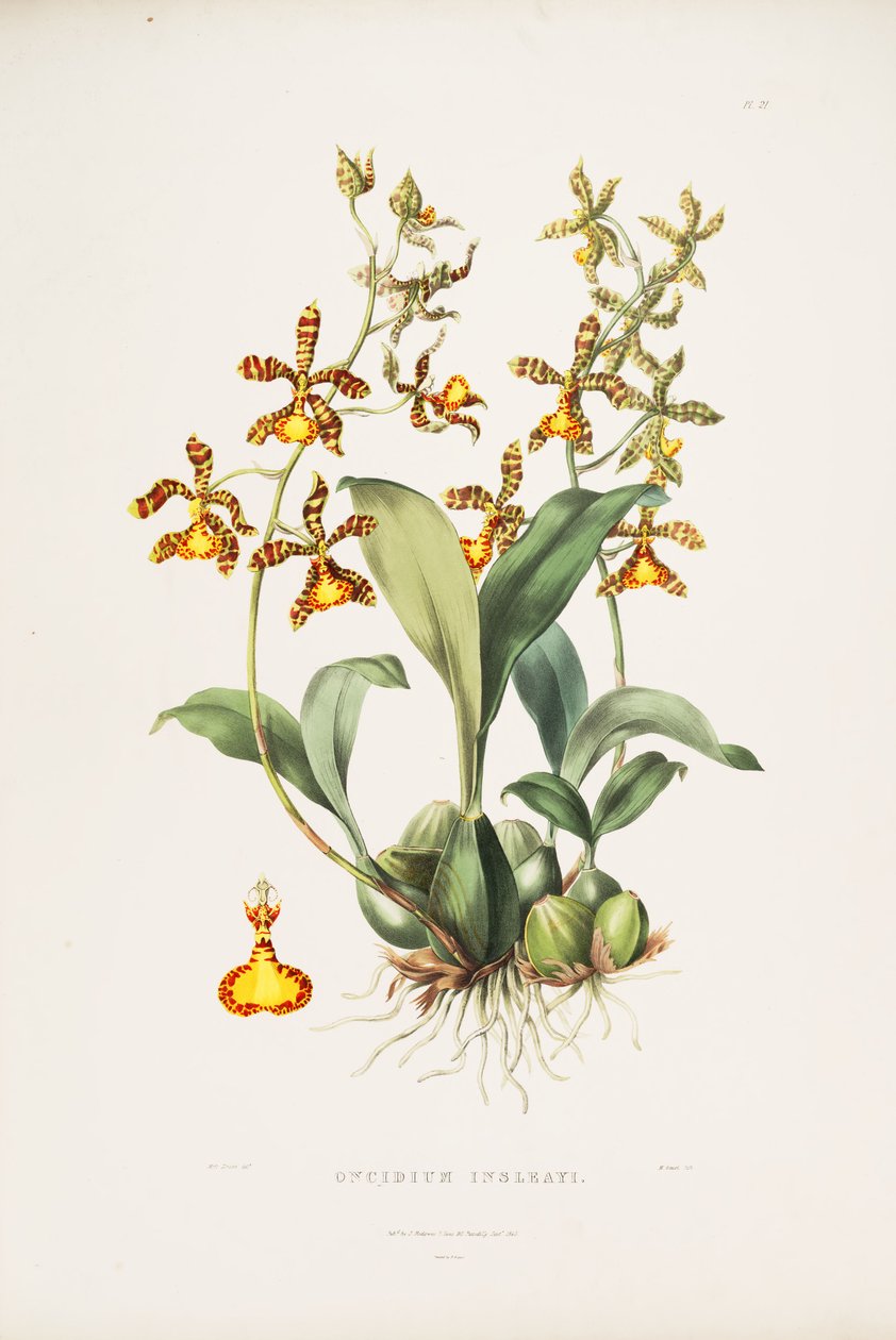 Ilustracja Rossioglossum insleayi (jako syn. Oncidium insleayi) autorstwa Miss Drake