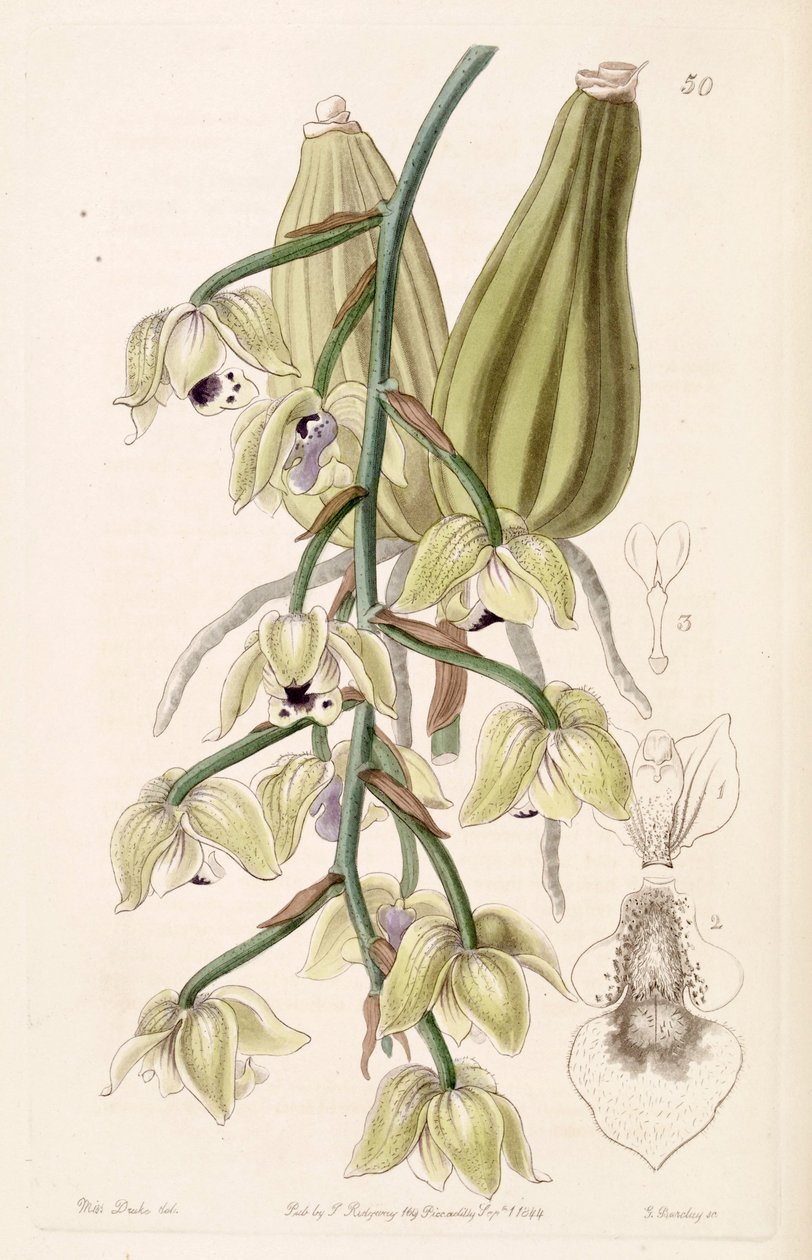 Lacaena dwukolorowa autorstwa Miss Drake