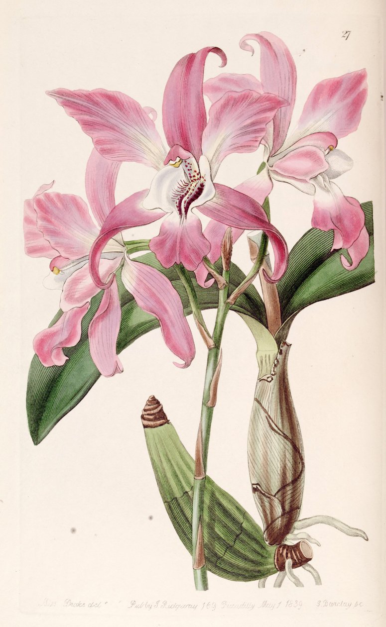 Laelia jesienna autorstwa Miss Drake