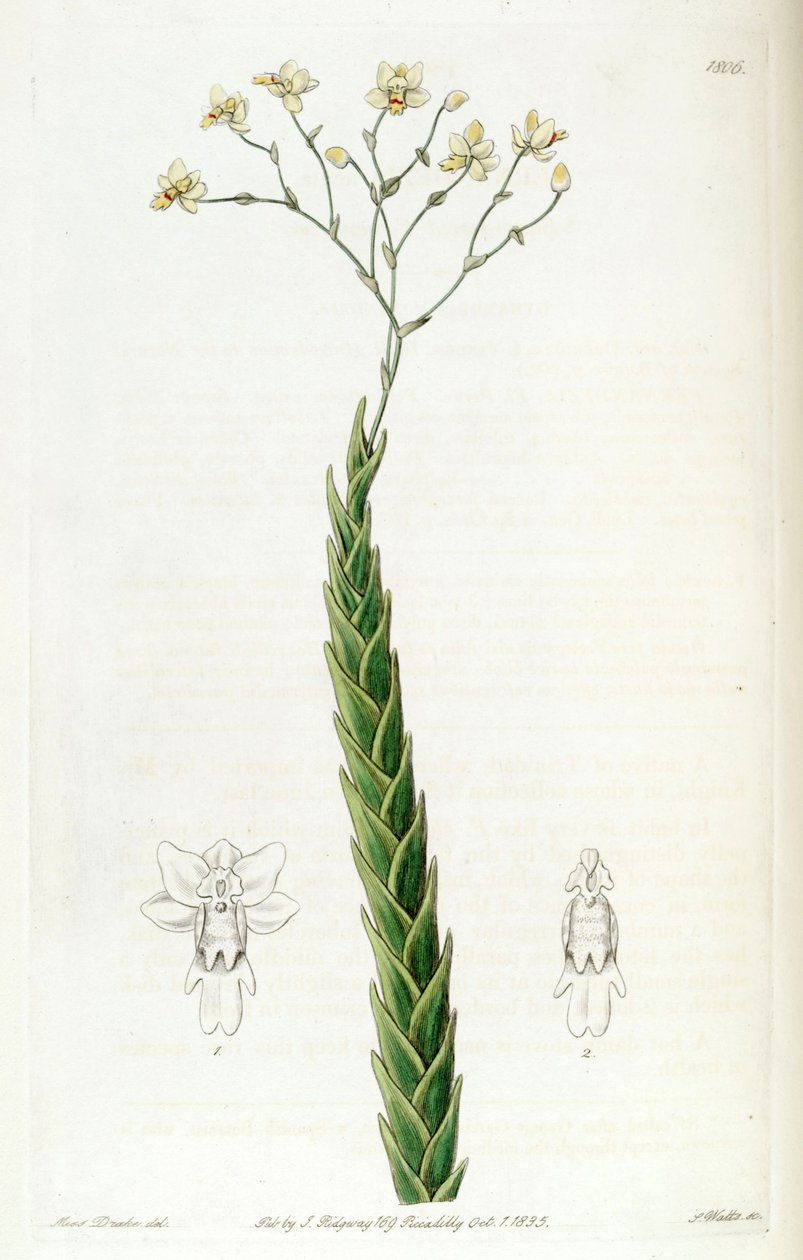 Ostra Lockhartia (jako syn. Fernandezia acuta) autorstwa Miss Drake