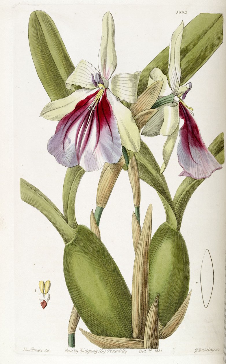 Miltonia spectabilis autorstwa Miss Drake