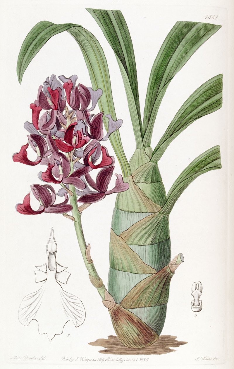 Mormodes atropurpurea autorstwa Miss Drake