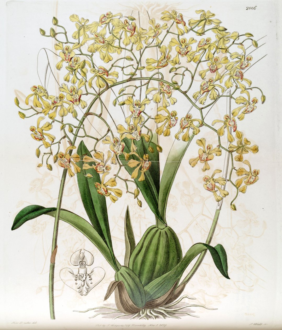 Oncidium deltoideum (pisane jako Cynorchis fastigiata autorstwa Miss Drake