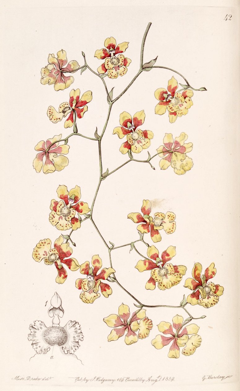Oncidium divaricatum (jako syn. Oncidium pulvinatum) autorstwa Miss Drake