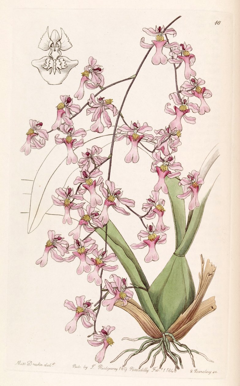 Oncidium ornithorhynchum autorstwa Miss Drake