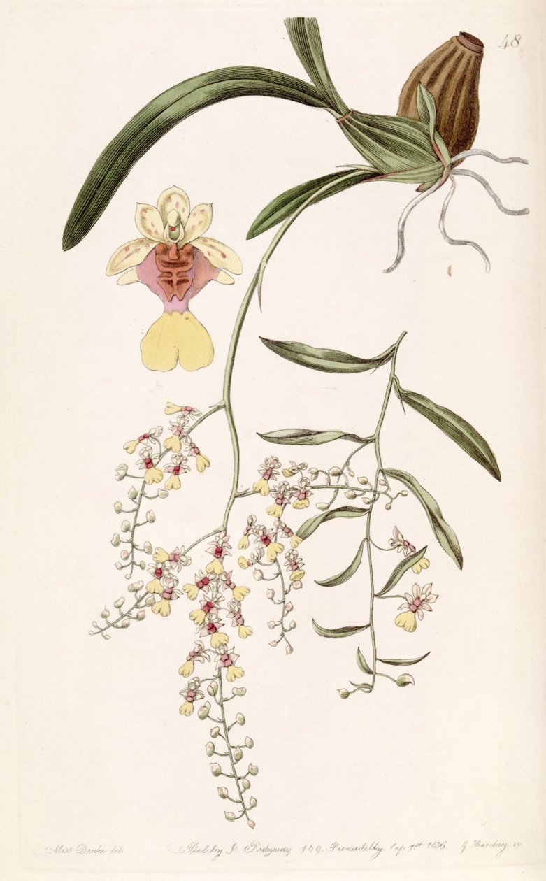 Oncidium raniferum autorstwa Miss Drake