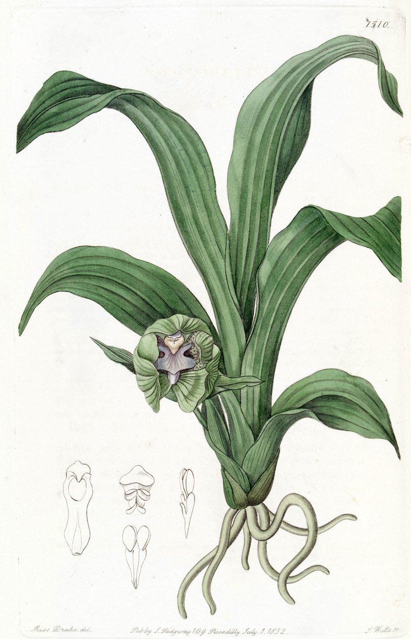 Pabstia viridis (jako syn. Maxillaria viridis) autorstwa Miss Drake