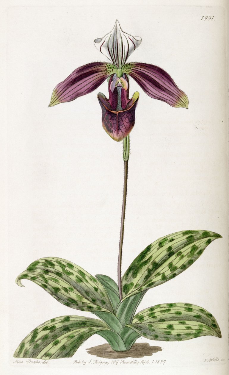 Paphiopedilum purpuratum (jako syn. Cypripedium purpuratum) autorstwa Miss Drake