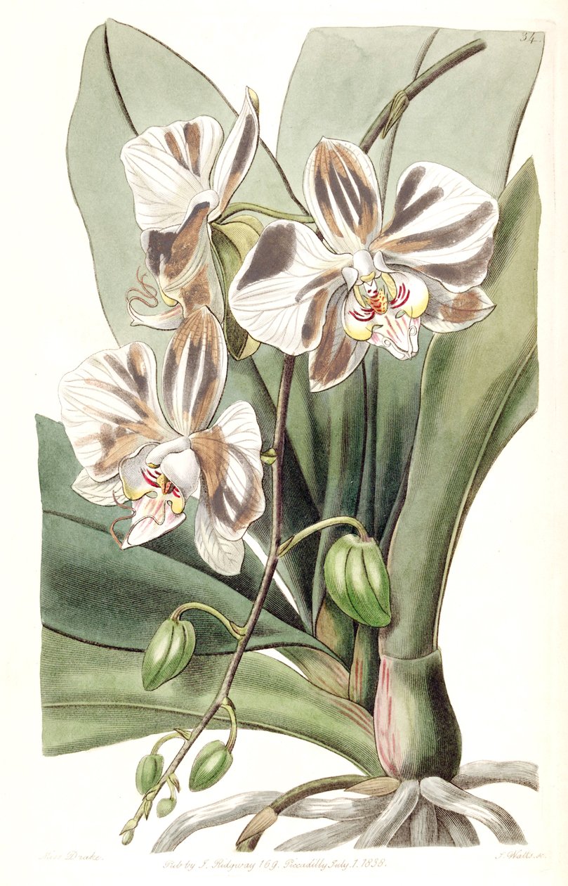 Phalaenopsis aphrodite subsp. afrodyta (jako syn. Phalaenopsis amabilis Lindl. (1838), nom. illeg. autorstwa Miss Drake