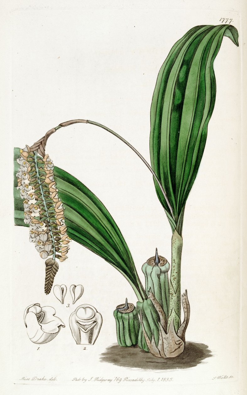 Pholidota imbricata autorstwa Miss Drake
