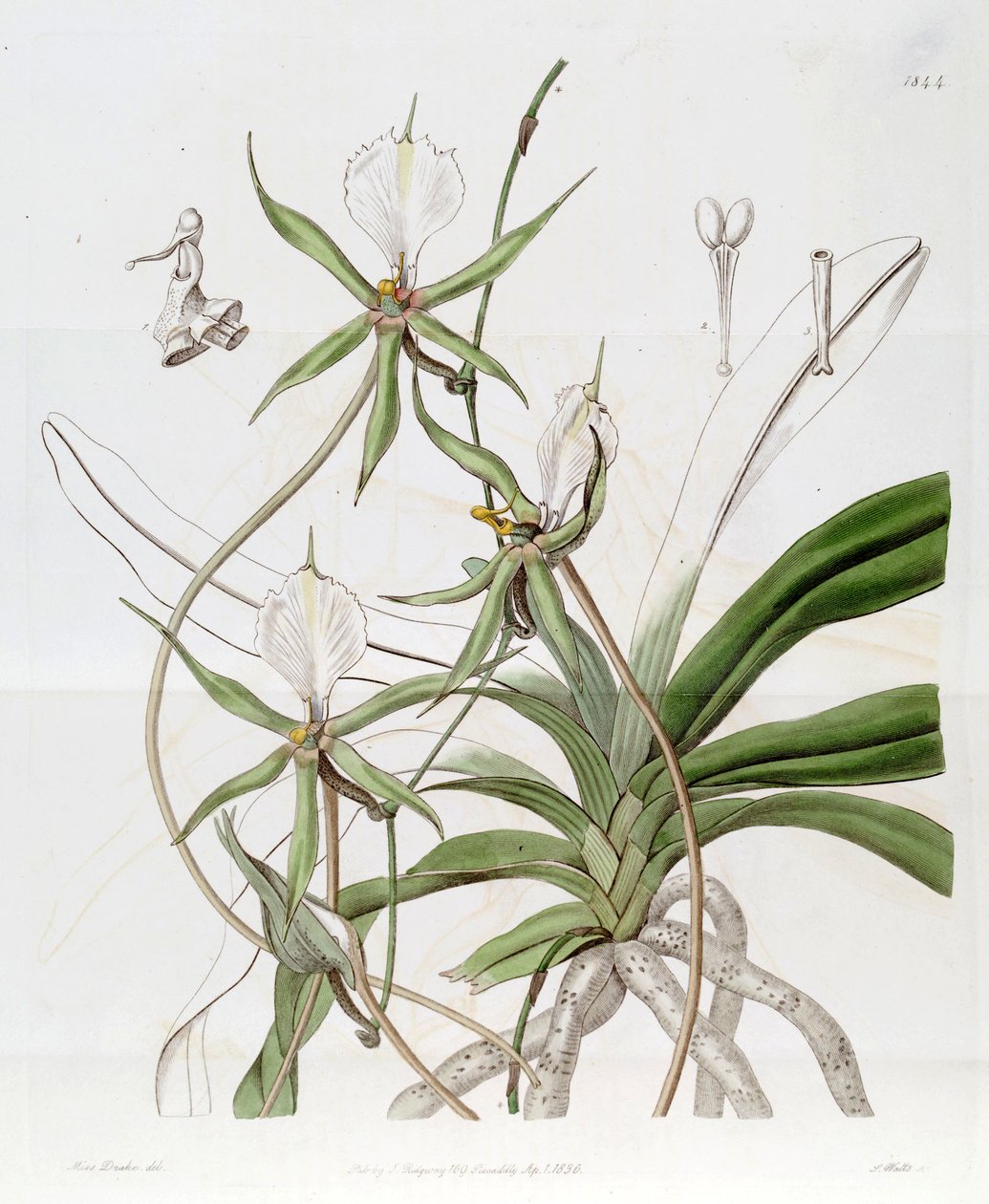 Plectrelminthus caudatus (jako syn. Angraecum caudatum) autorstwa Miss Drake