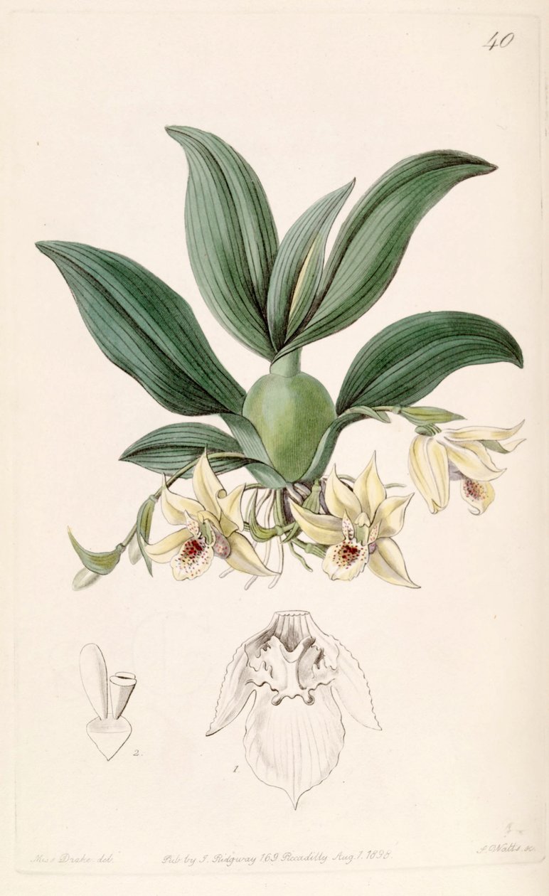 Promenaea rollissonii (jako syn. Maxillaria rollissonii) autorstwa Miss Drake