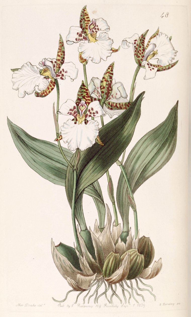 Rhonhostele Rosji (as syn. Odontoglossum Rosji) autorstwa Miss Drake