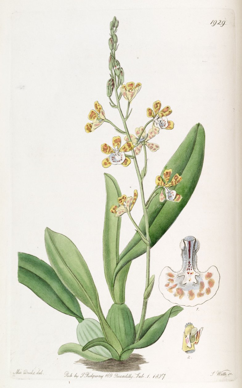 Solenidium lunatum (jako syn. Oncidium lunatum) autorstwa Miss Drake