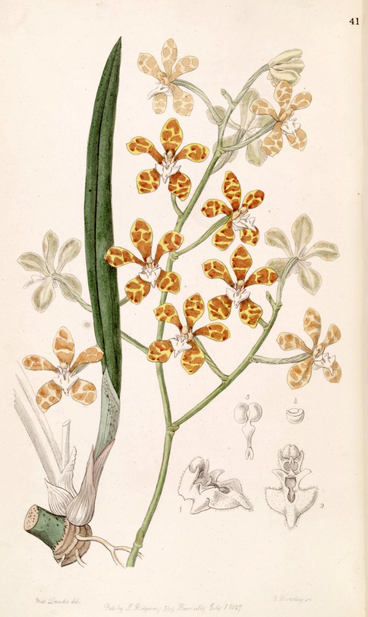 Staurochilus ionosmus (jako syn. Cleisostoma ionosmum) autorstwa Miss Drake