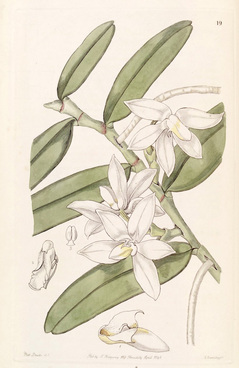 Thrixspermum calceolus (jako syn. Sarcochilus calceolus) autorstwa Miss Drake