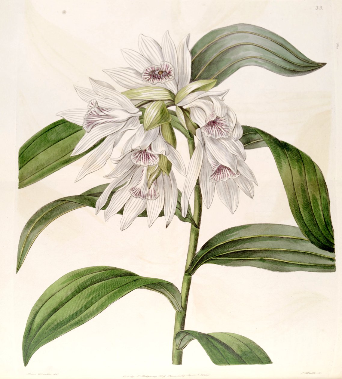 Thunia alba (jako syn Phaius alba) autorstwa Miss Drake