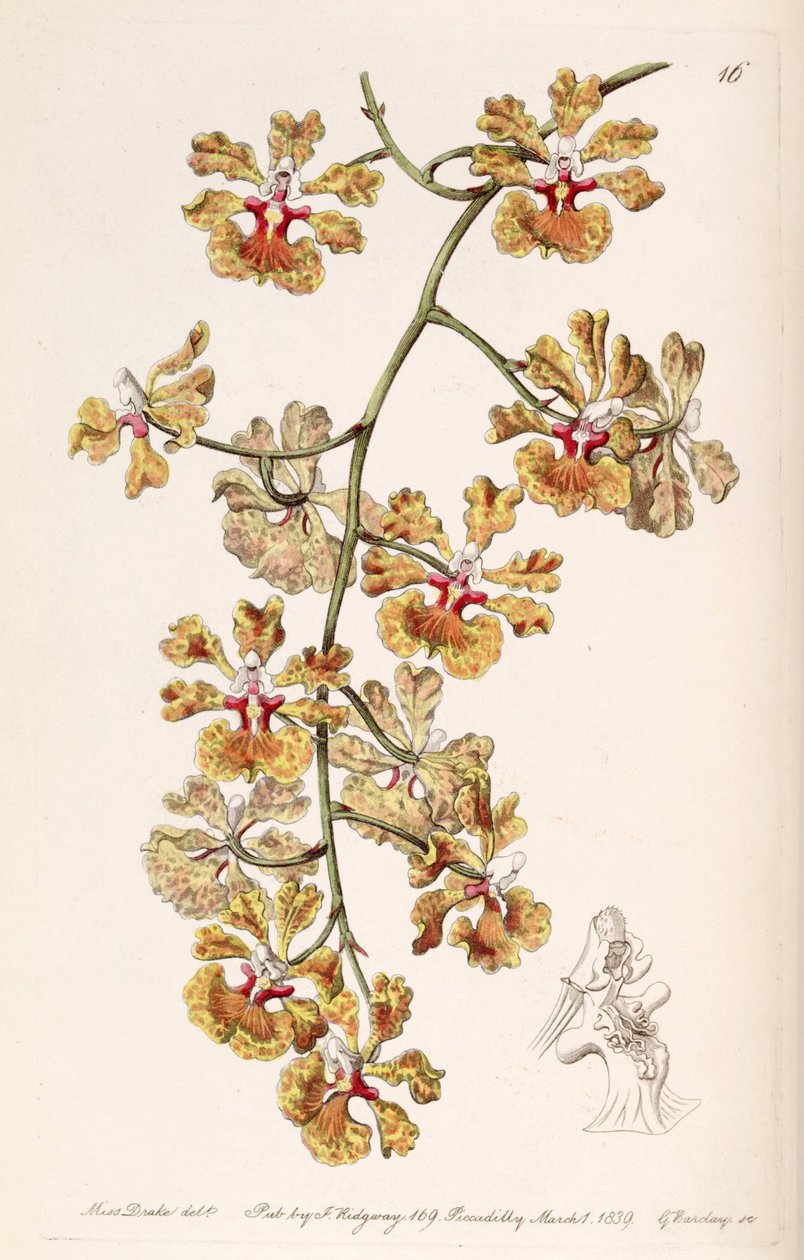 Tolumnia guttata (jako syn. Oncidium luridum var. guttatum) autorstwa Miss Drake