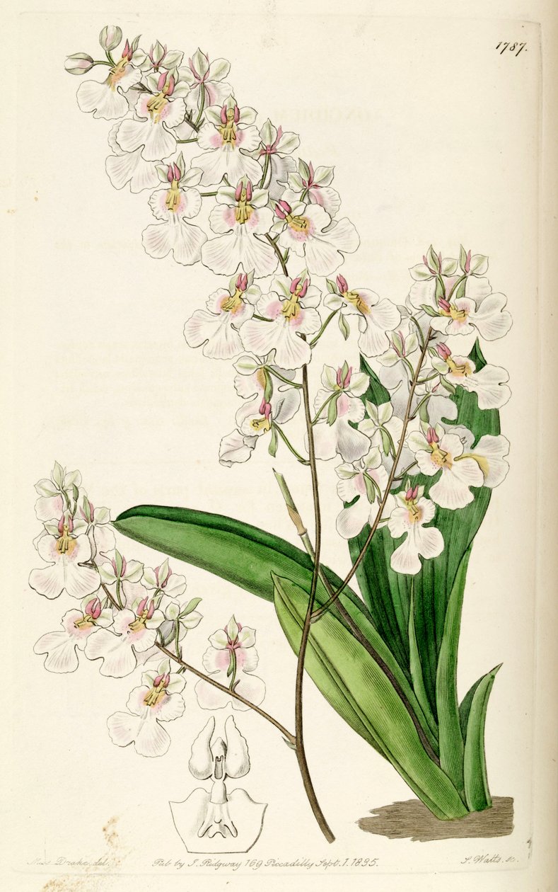 Tolumnia pulchella (jako syn. Oncidium pulchellum) autorstwa Miss Drake