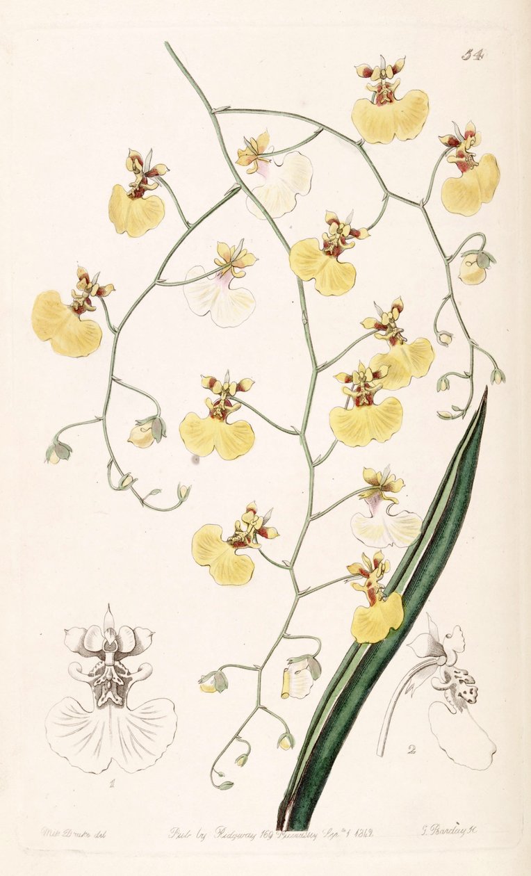 Tolumnia urophylla (jako syn. Oncidium urophyllum) autorstwa Miss Drake