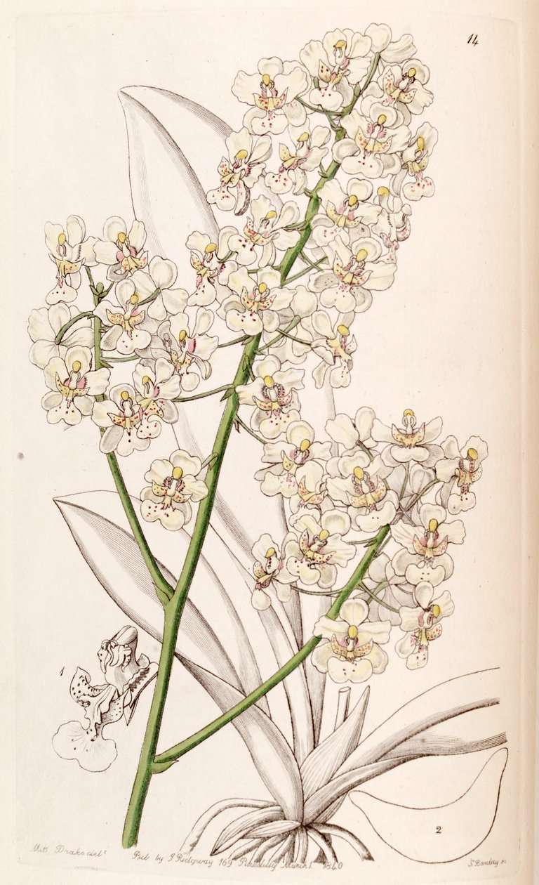 Trichocentrum stramineum (jako syn. Oncidium stramineum) autorstwa Miss Drake