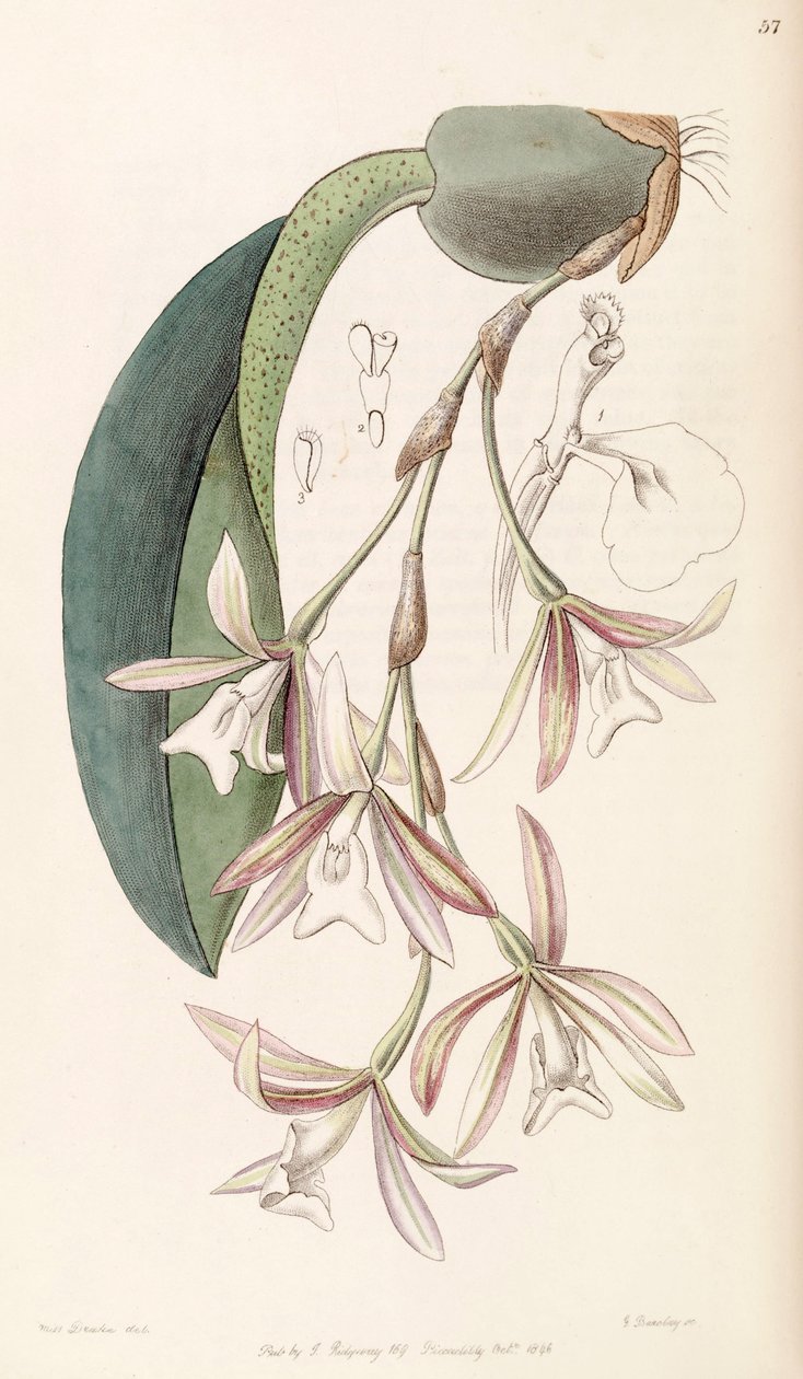 Trichopilia laxa (jako syn. Pilumna laxa) autorstwa Miss Drake