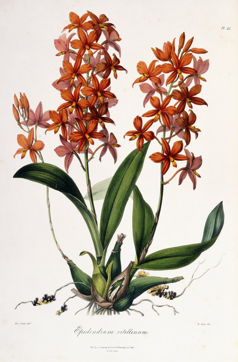 Epidendrum Vitellinus, ok. 1837-41 autorstwa Miss Drake