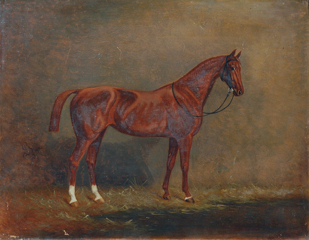 Portret konia wierzchowego autorstwa Monogrammist A. G.