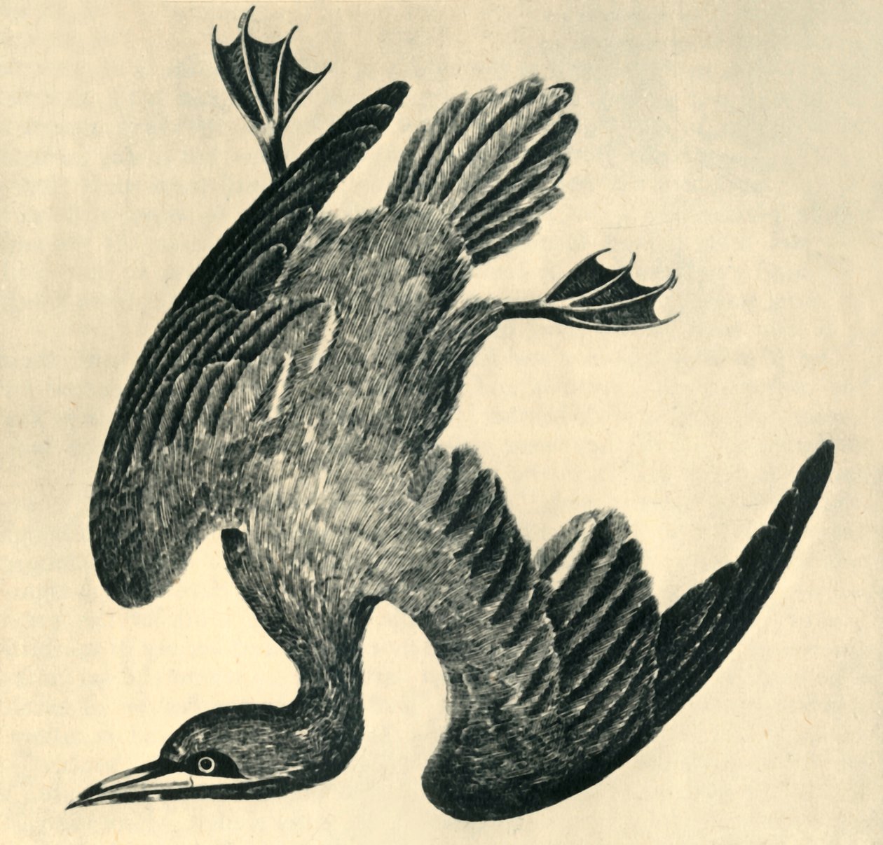 "Gannet", 1799, autorstwa Moses Griffiths