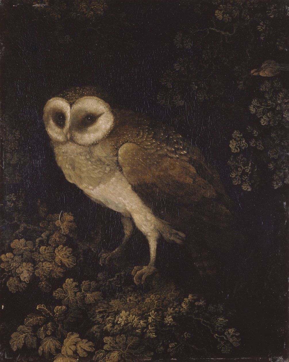 Sowa, 1780-1790. autorstwa Moses Haughton