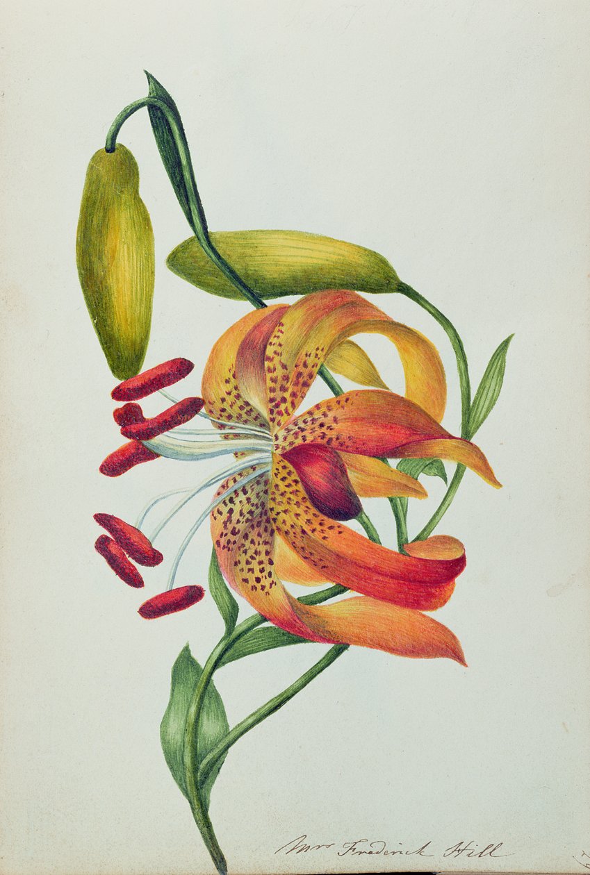 Tygrysia Lilia (wc) autorstwa Mrs Frederick Hill