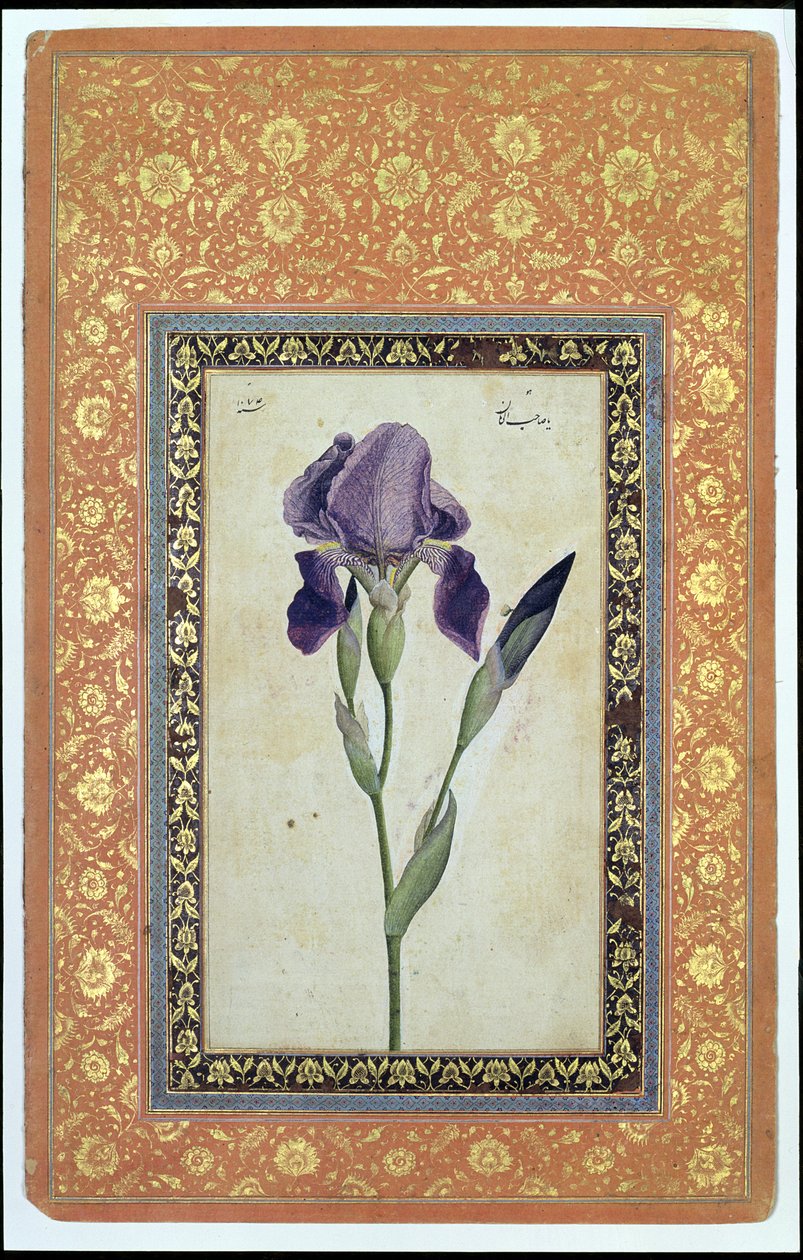 Blue Iris, 1663-64 (nieprzezroczyste wc i tusz na papierze) autorstwa Muhammad Zaman