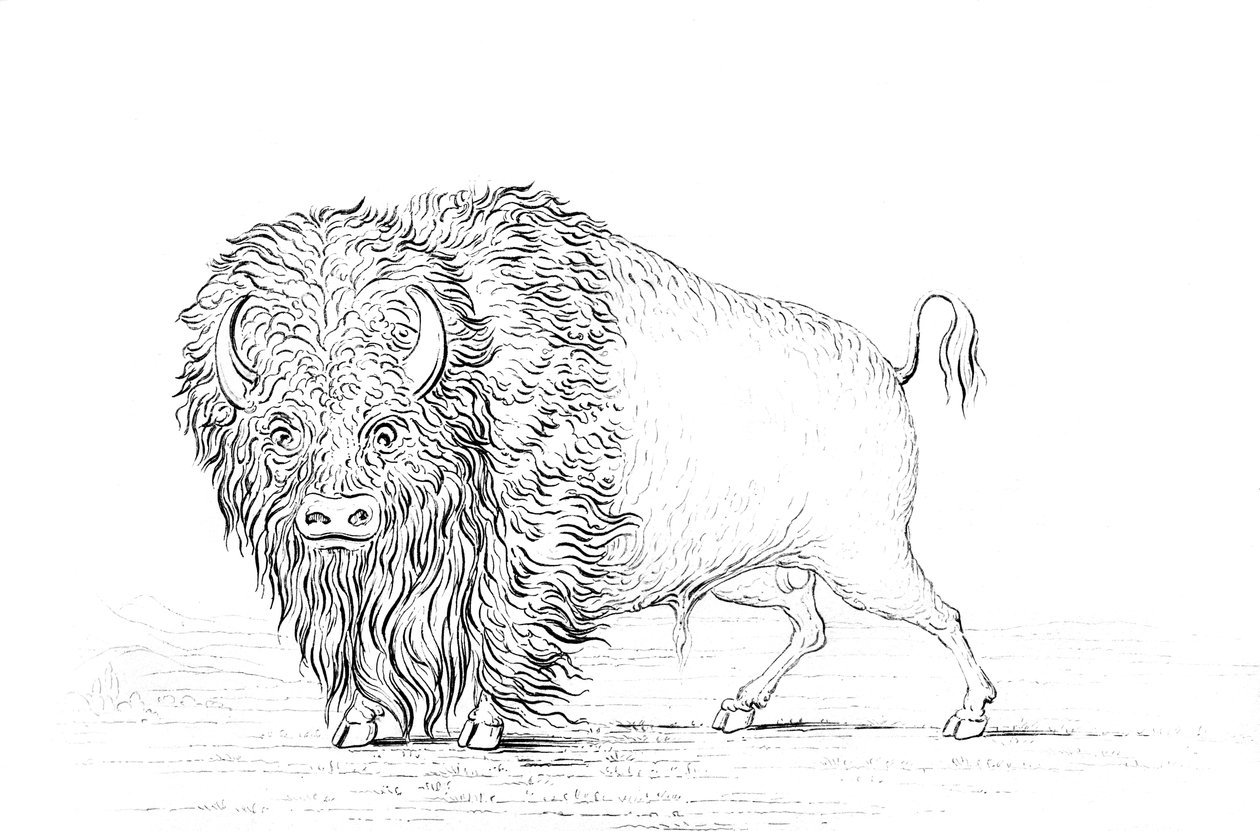 Bawół, 1841. autorstwa Myers and Co