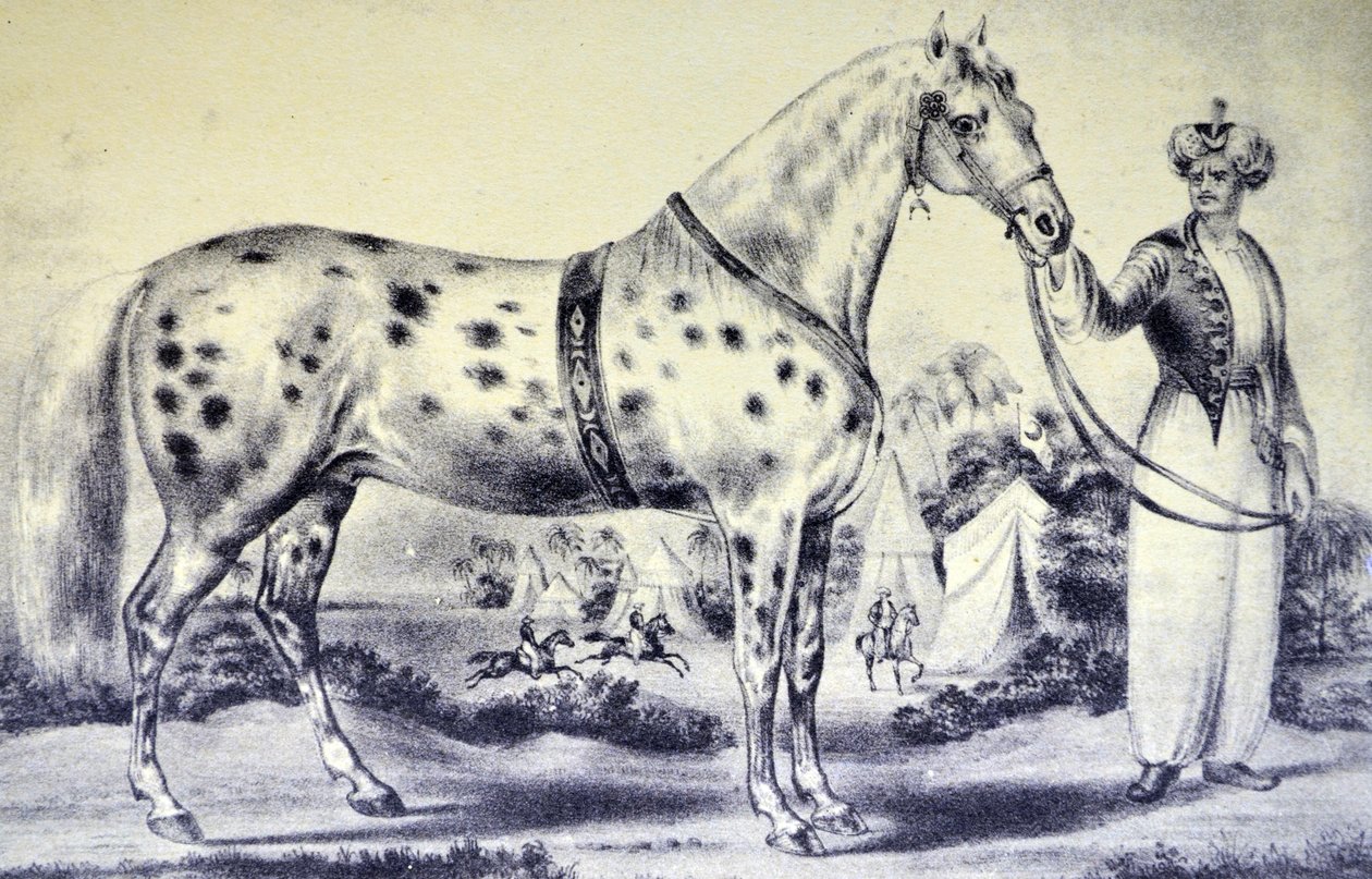Currier & Ives ilustracja XIX wieku. Prawidłowe podobieństwo pana H. Rockwells Horse Alexander, Bowery Amphitheatre, Nowy Jork 17 marca 1840 r autorstwa N. and Ives, J.M. Currier
