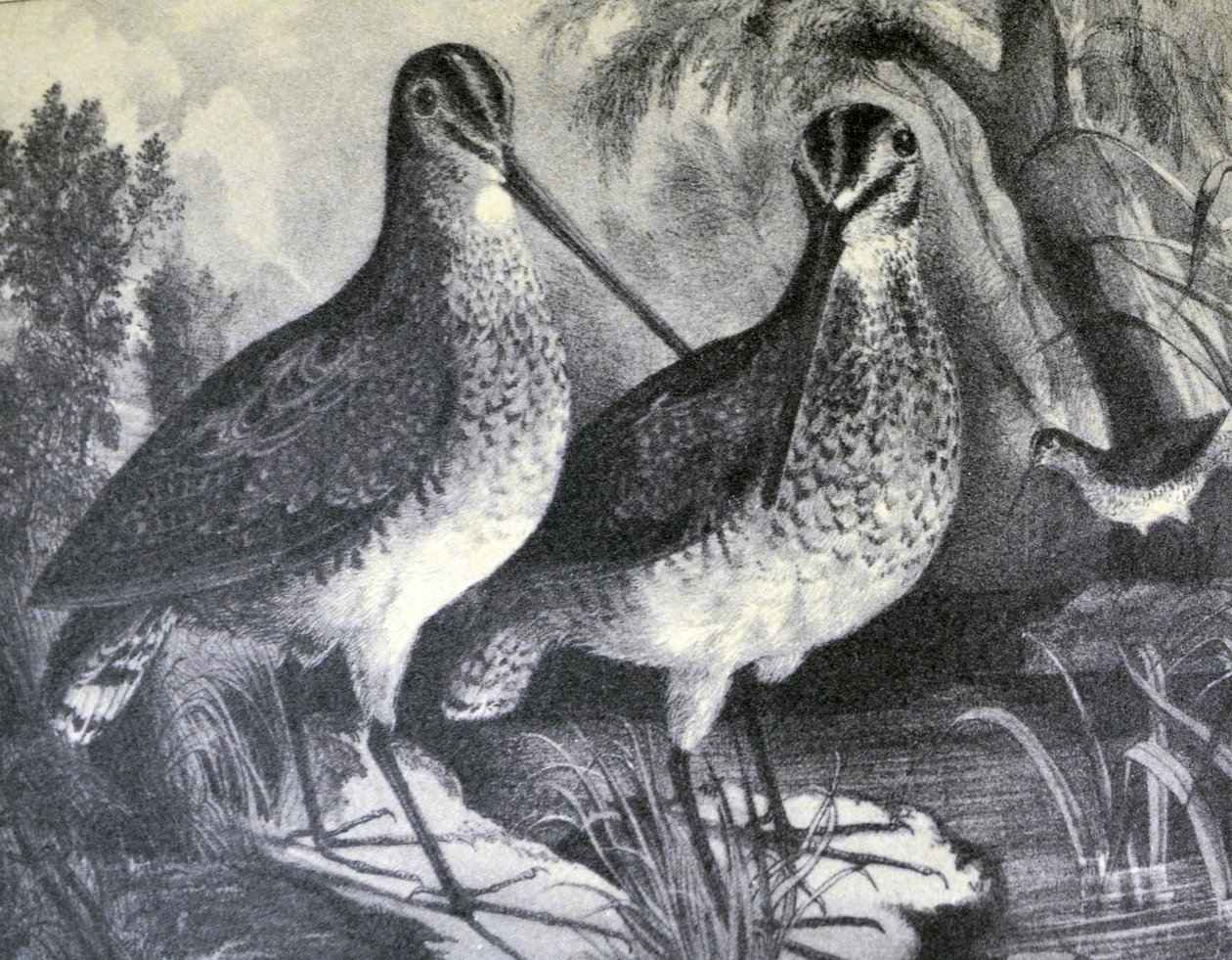 Currier & Ives ilustracja XIX wieku. angielski snajper autorstwa N. and Ives, J.M. Currier