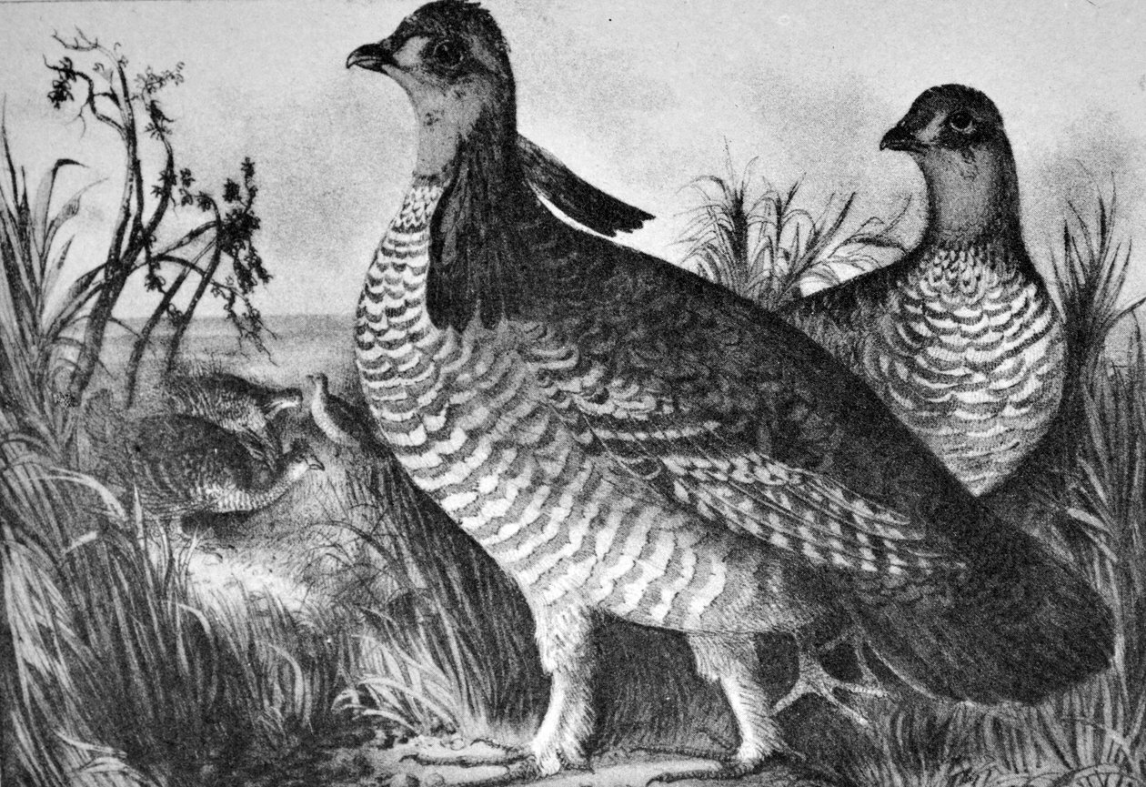 Currier & Ives ilustracja XIX wieku. Kurki preriowe autorstwa N. and Ives, J.M. Currier